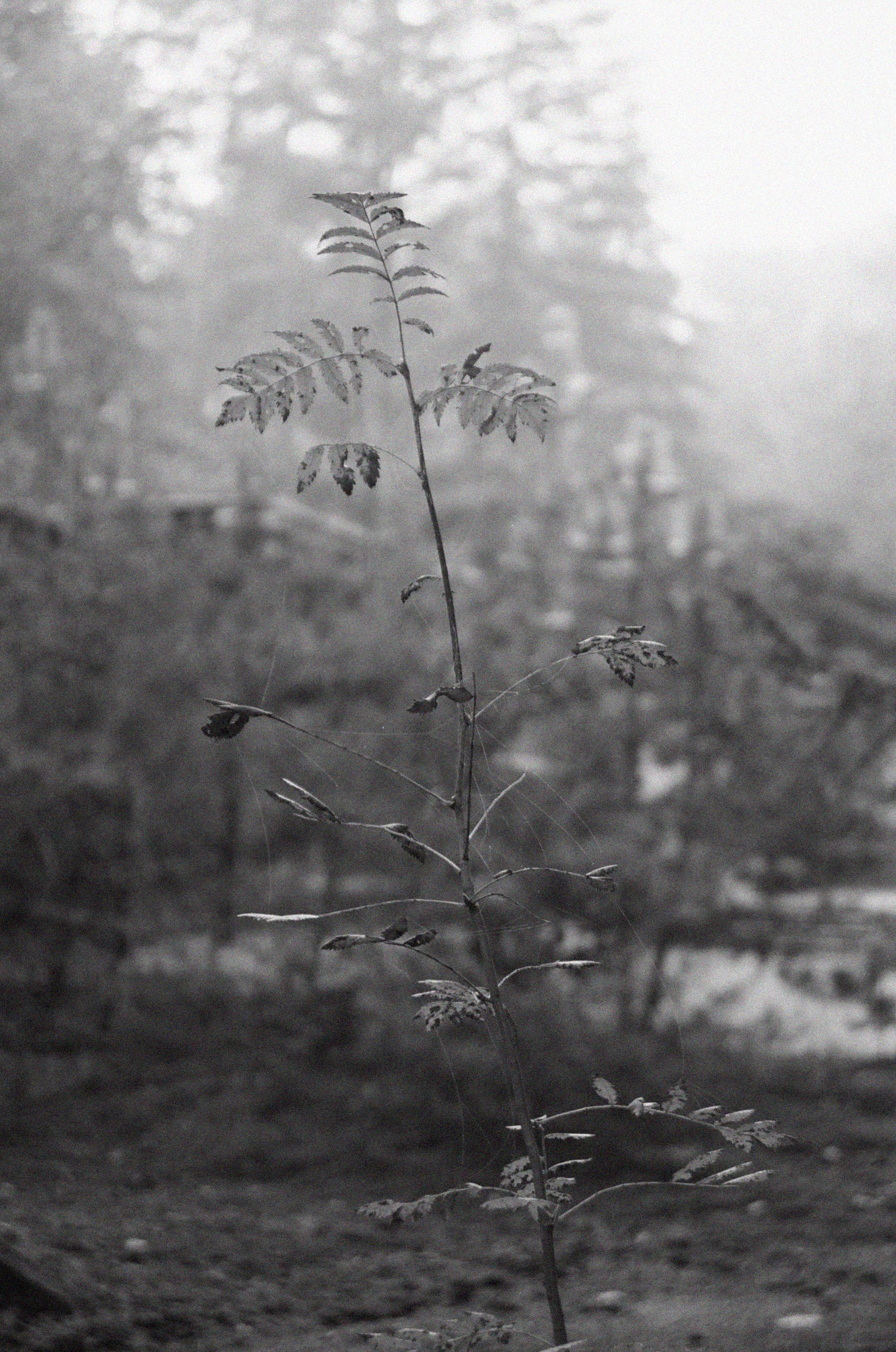 Black and white photo of a elegant plant with a blurred background