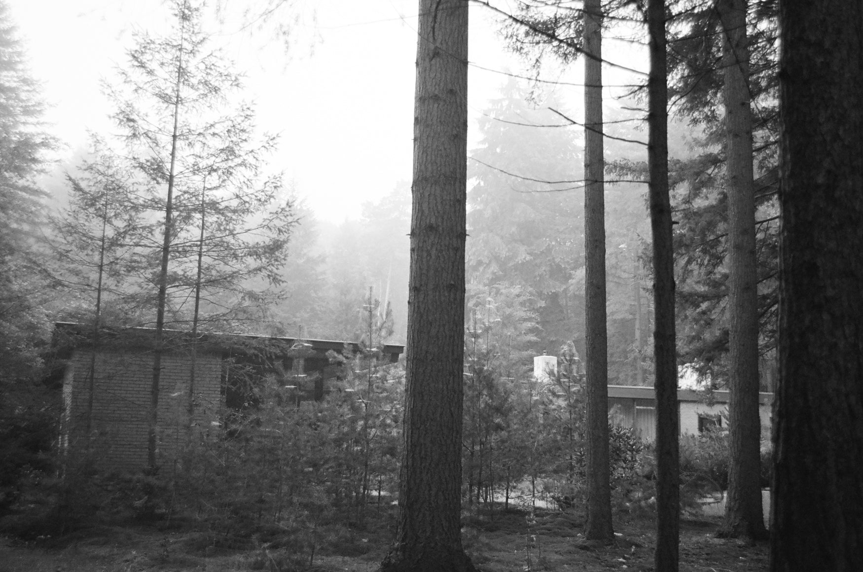 Wooden cabin partially obscured by trees in a forest setting