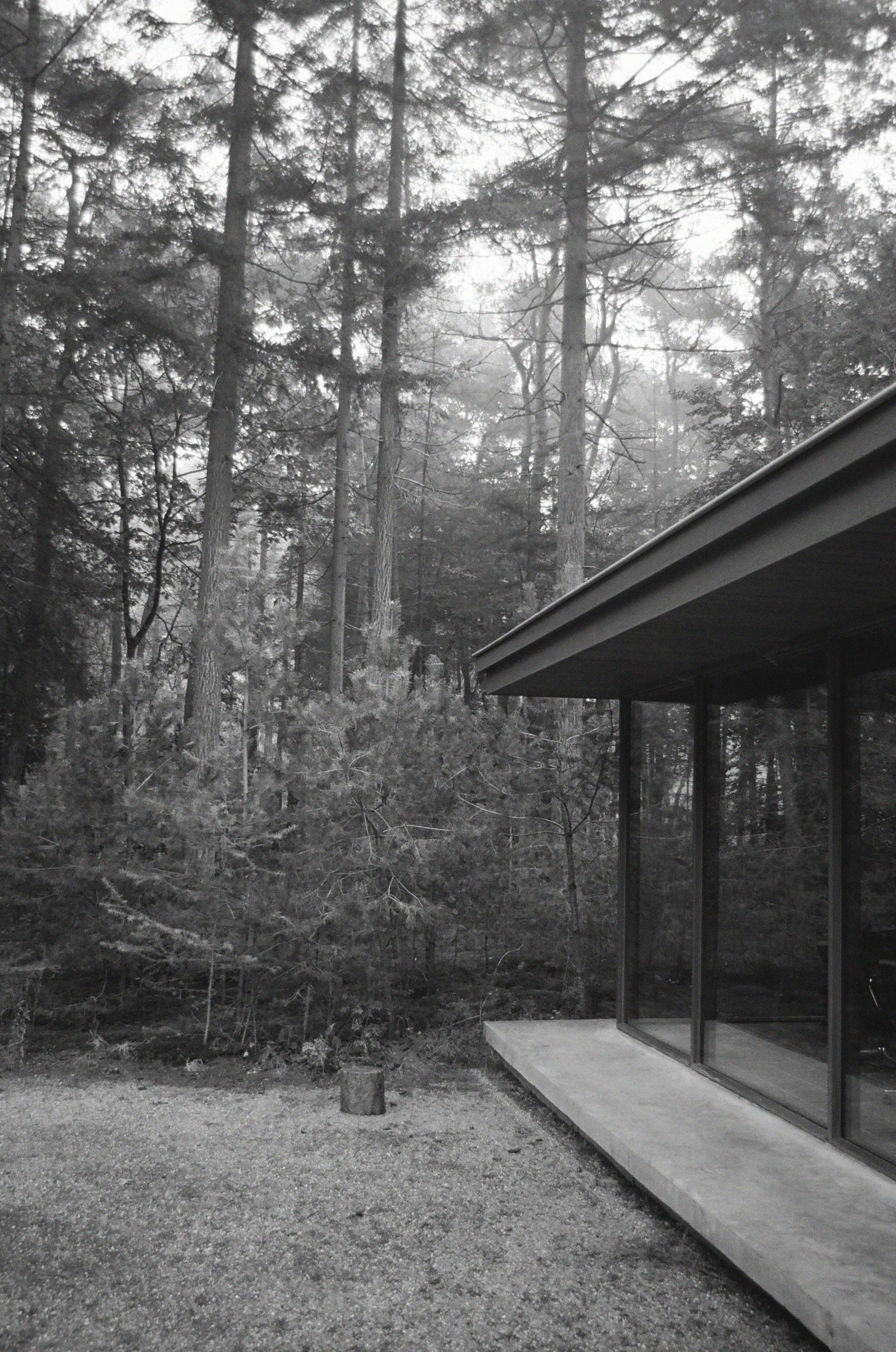 Modern low house partially obscured by trees in a forest