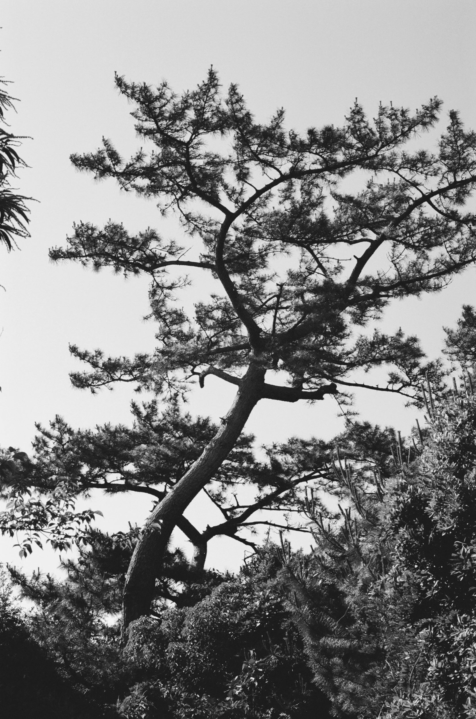 Black and white image of a branched tree.