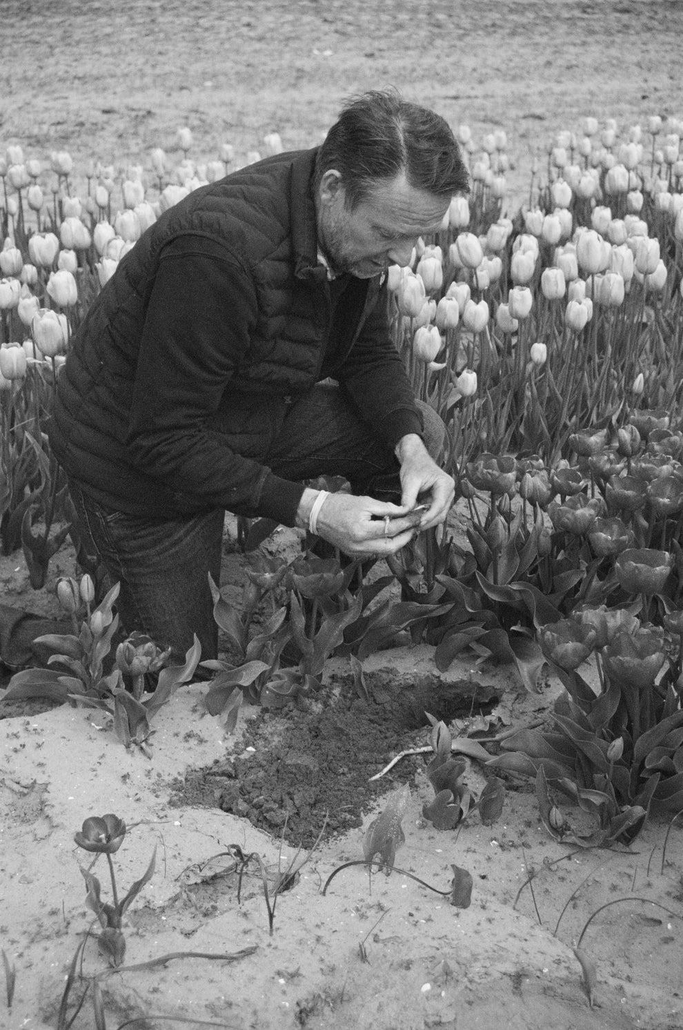 Man kneeling down in a tulip field picking up a flower bulb from the soil