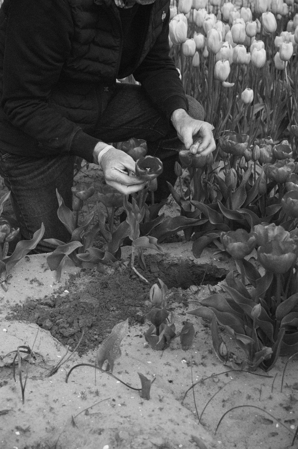 Man kneeling down in a flower field holding a tulip in one hand