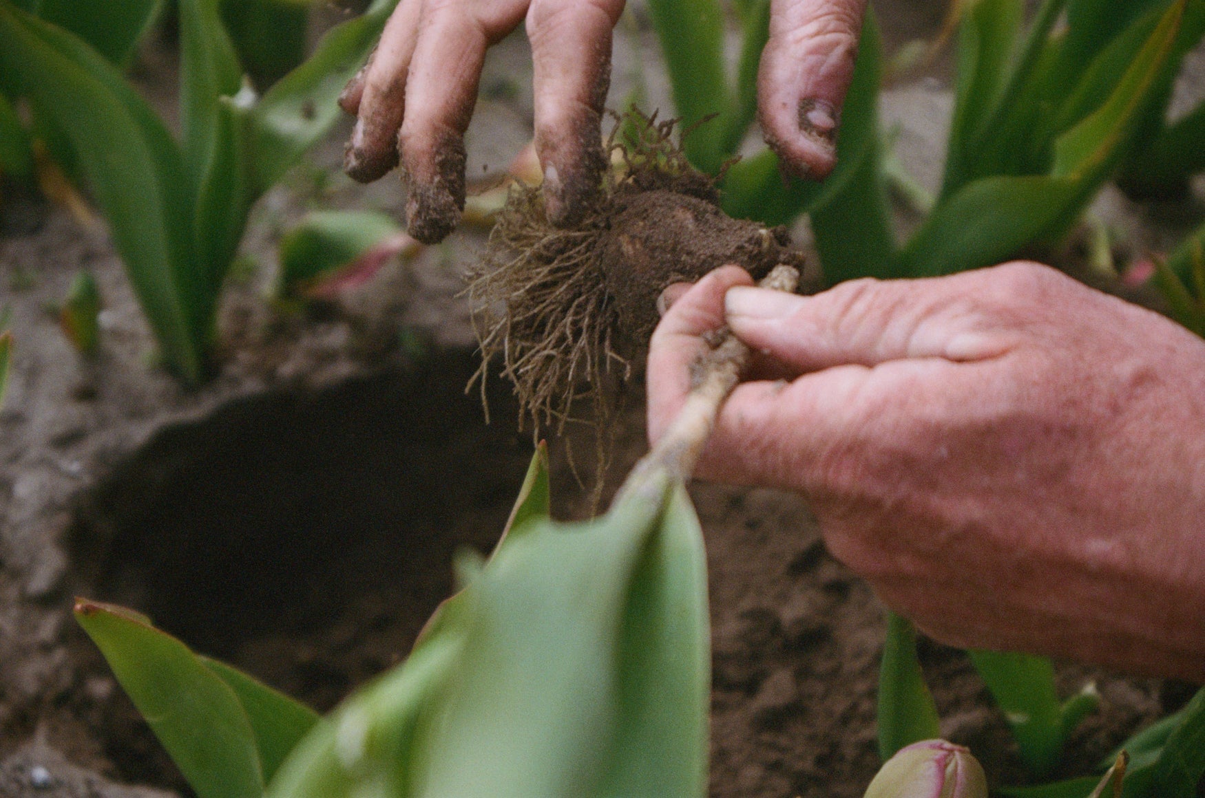 Close-up of hands taking out a tulip and bulb from the soil