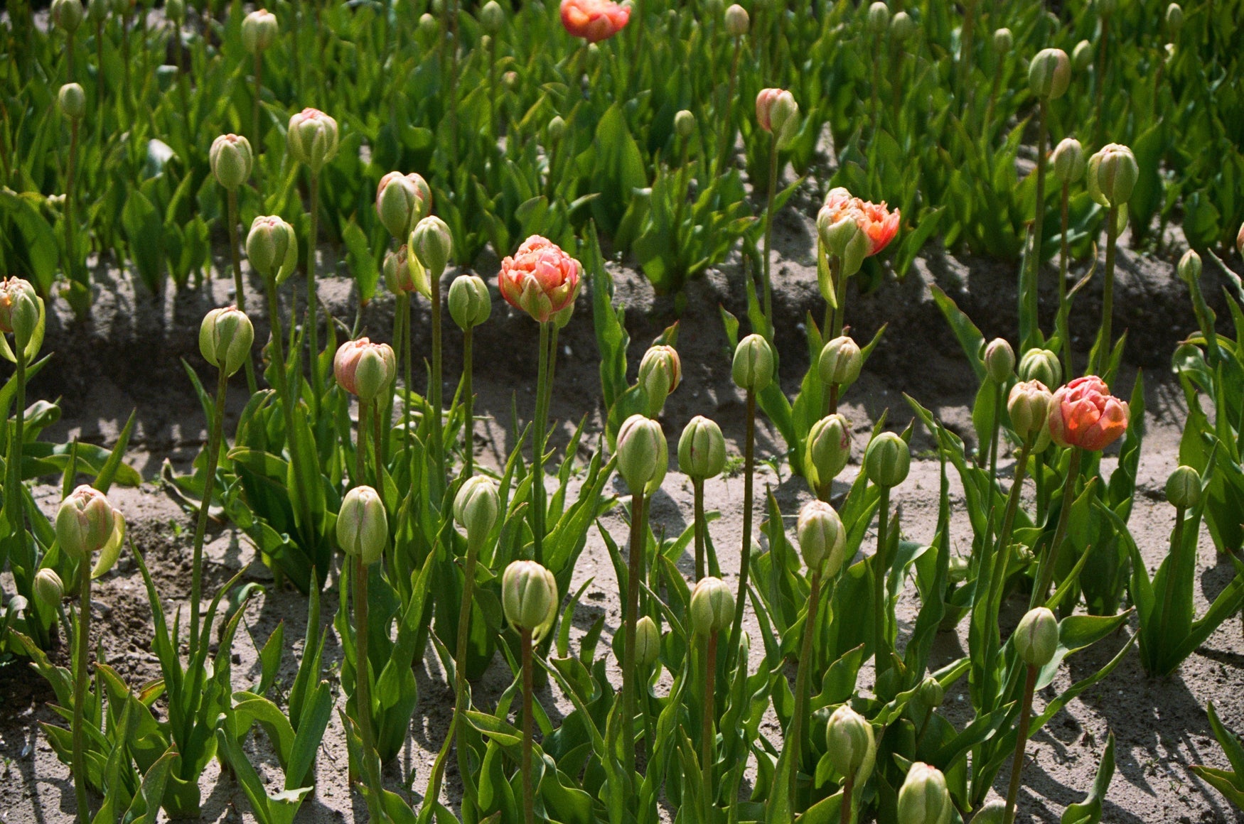 Field of tulips, some still green and some in bloom