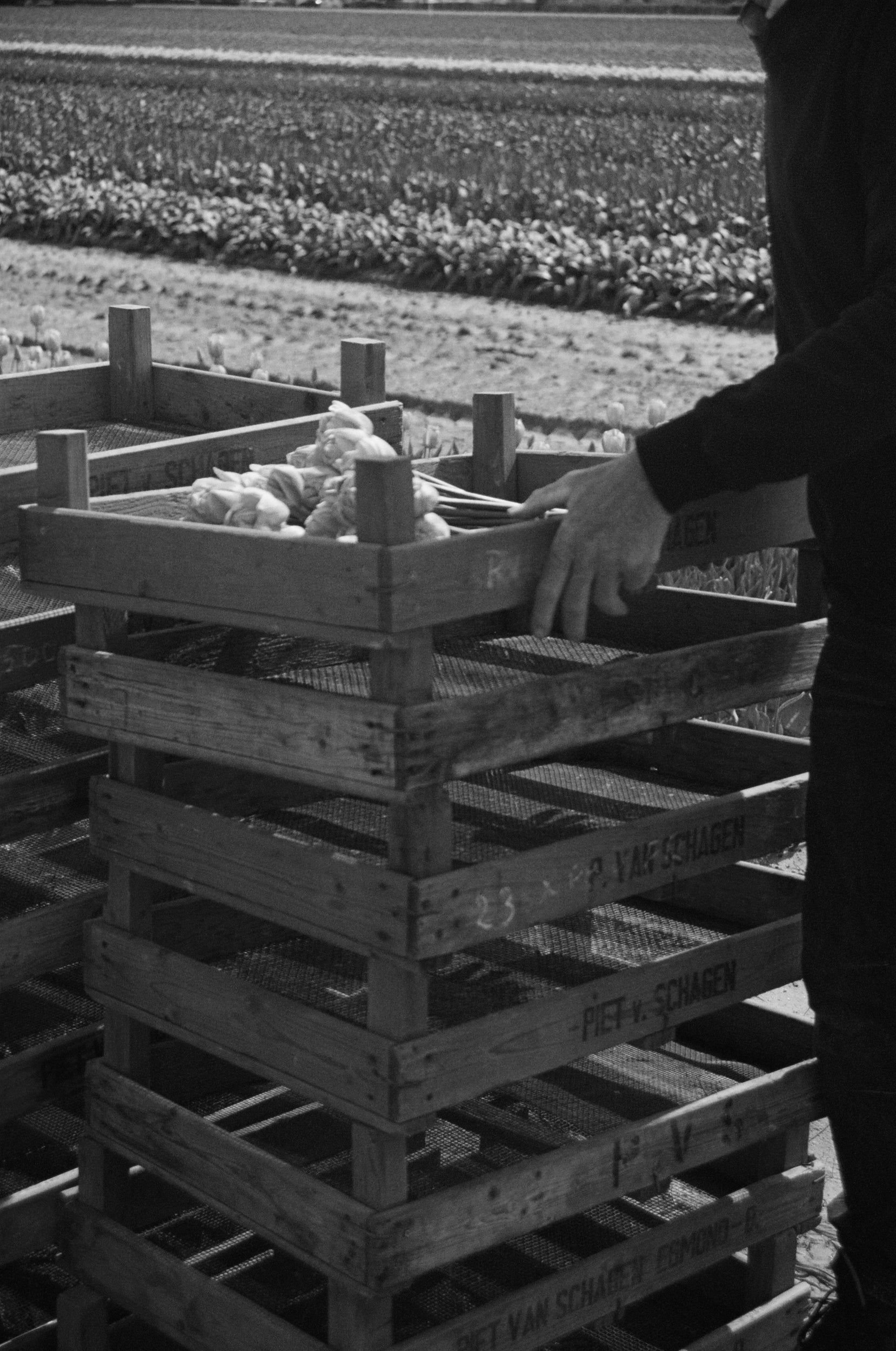 Man stacking crates filled with tulips with a tulip field on the background