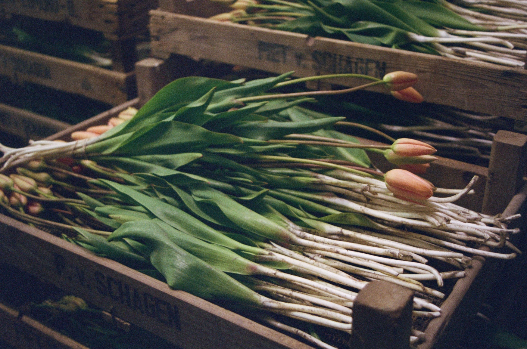 Tall french tulips laying in a wooden crate 