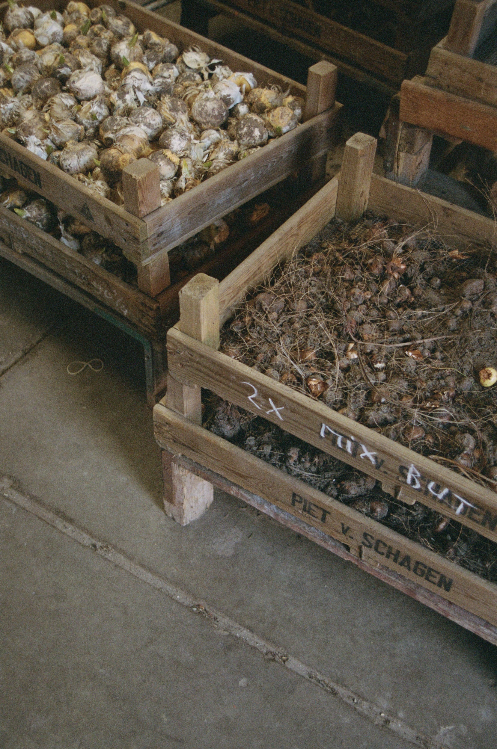 Wooden crates filled with flower bulbs on grey concrete tiles
