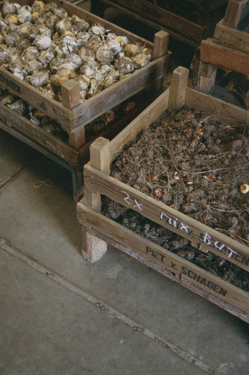 Wooden crates filled with flower bulbs on grey concrete tiles