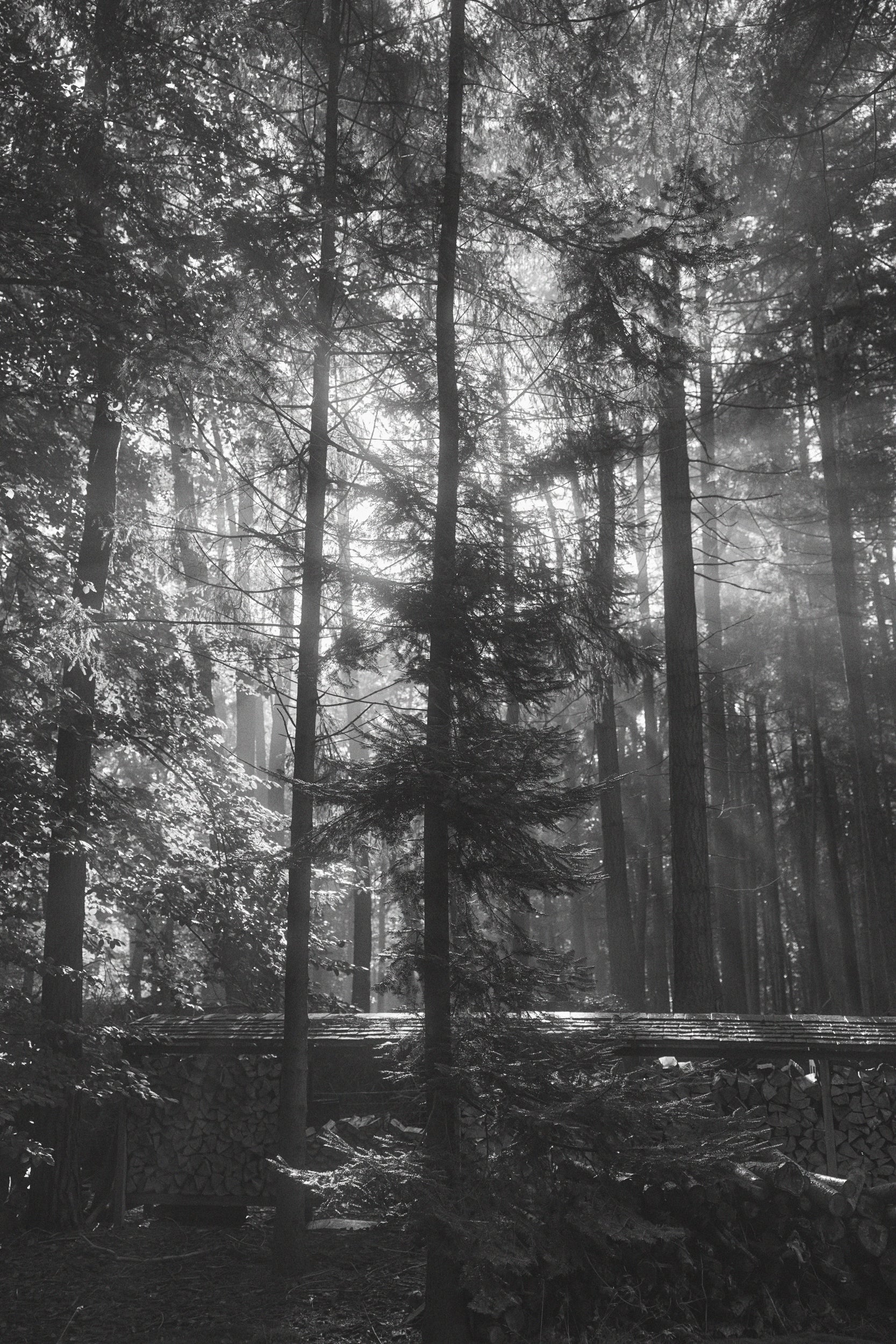 Black and white forest scene with sunlight filtering through high trees