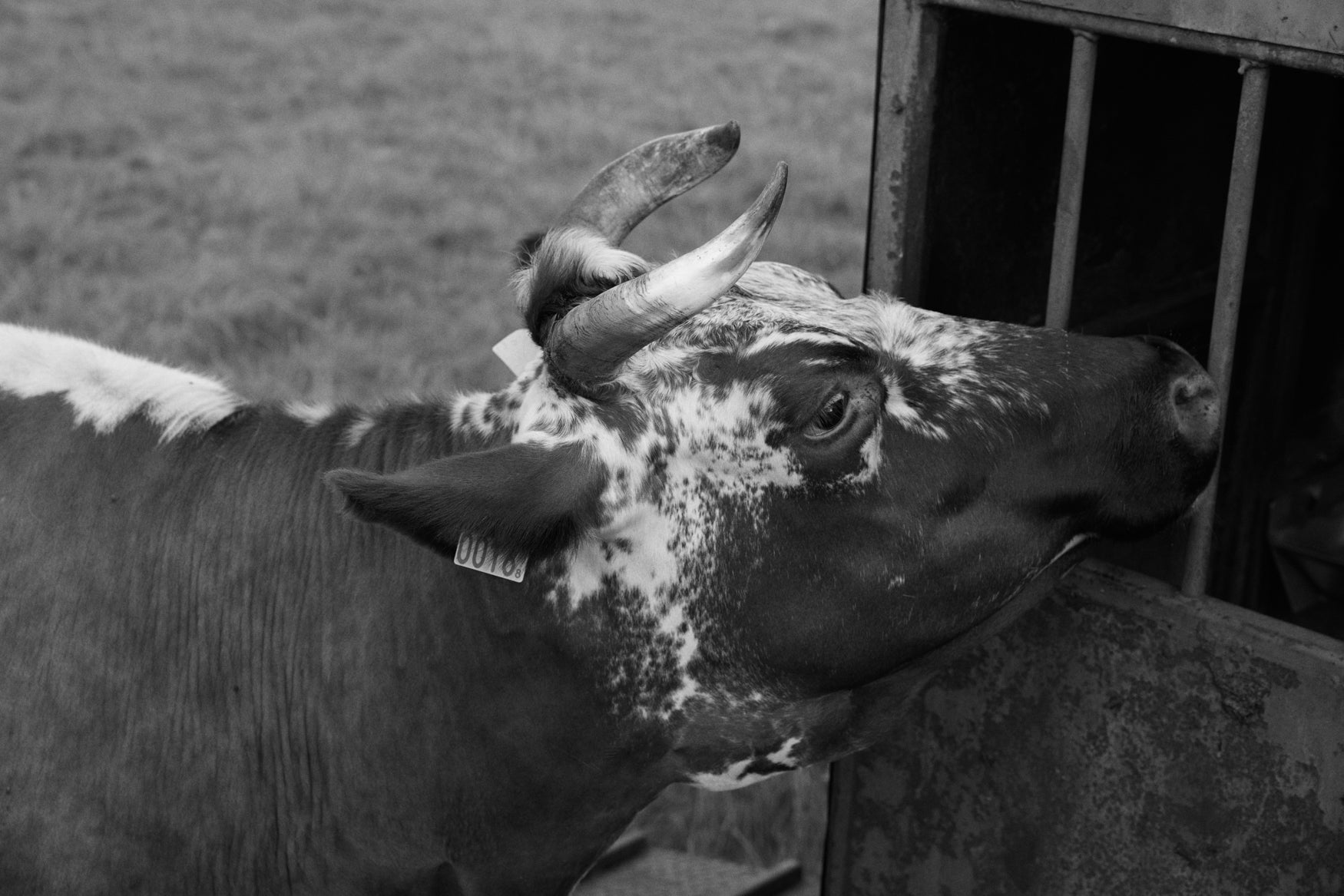 Image of a cow with horns 