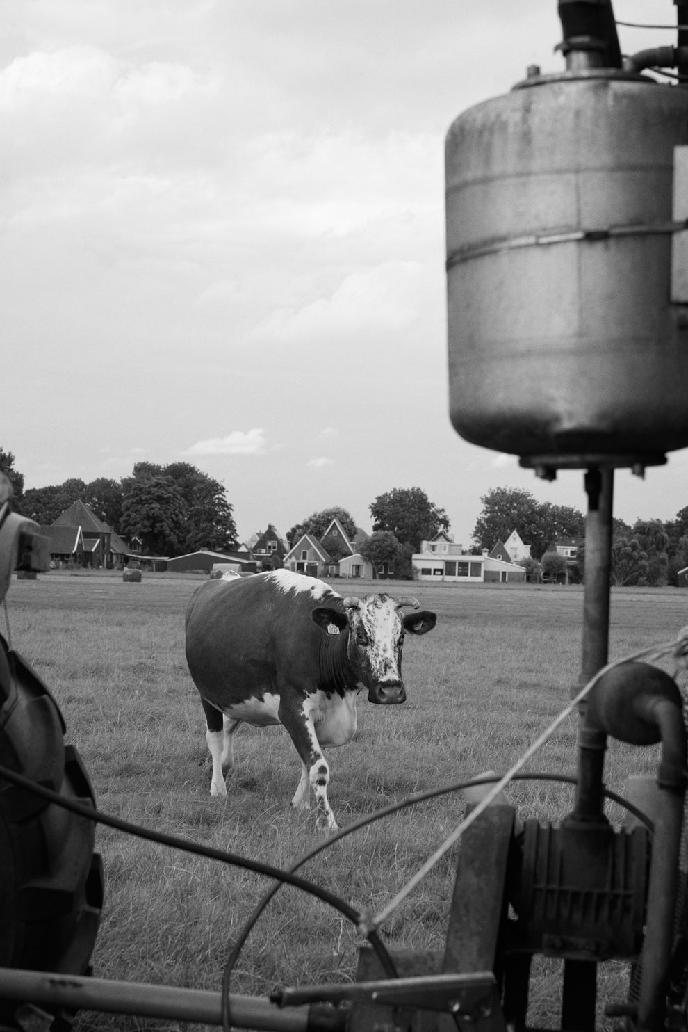 Field with a cow walking towards a steel milking machine 