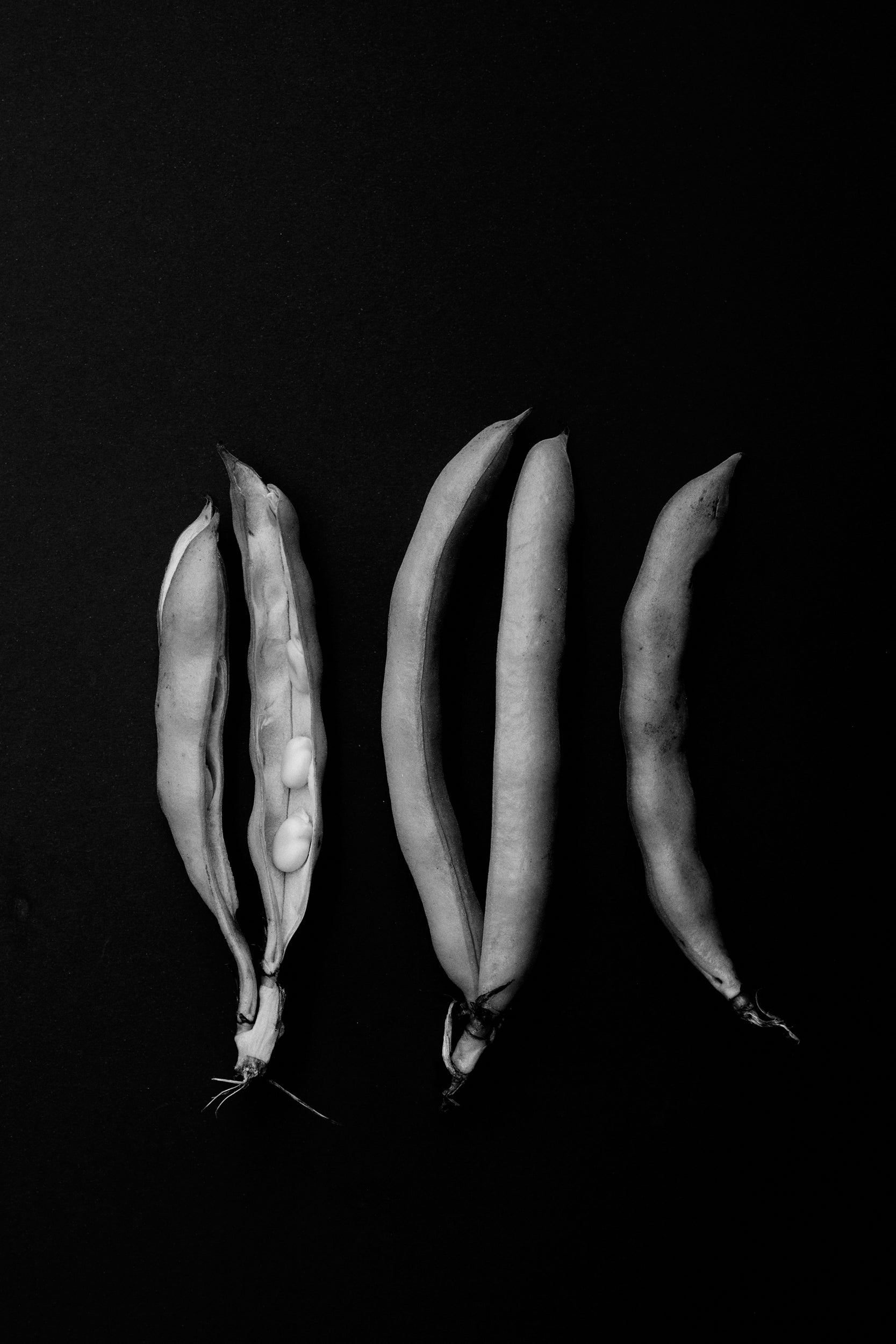 5 broad beans on a black background
