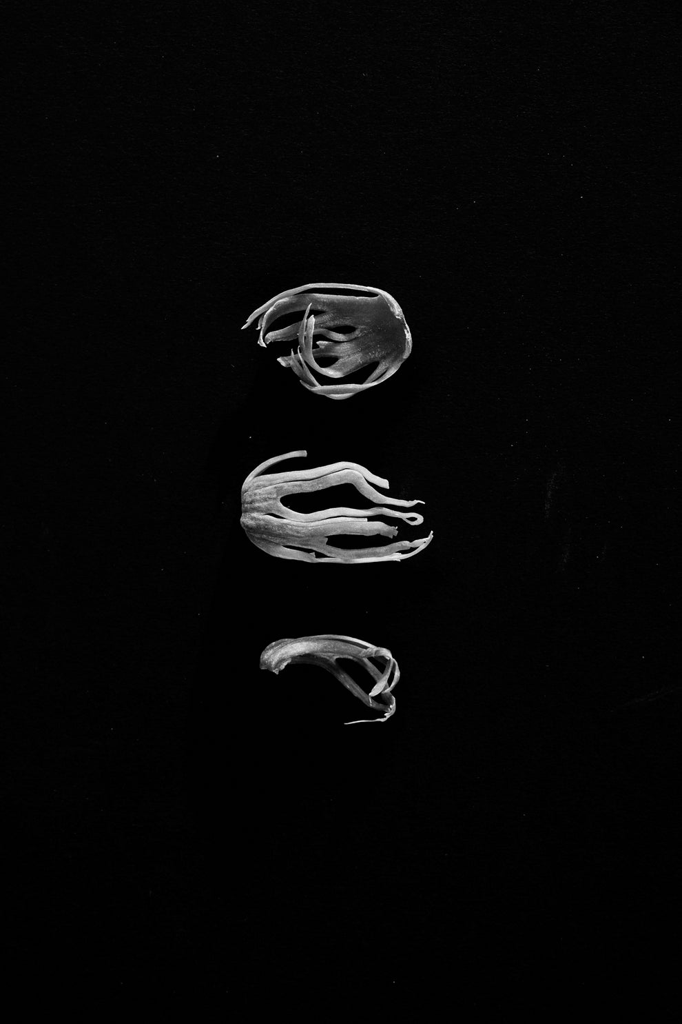 Vertical line of three pieces of mace on a black background