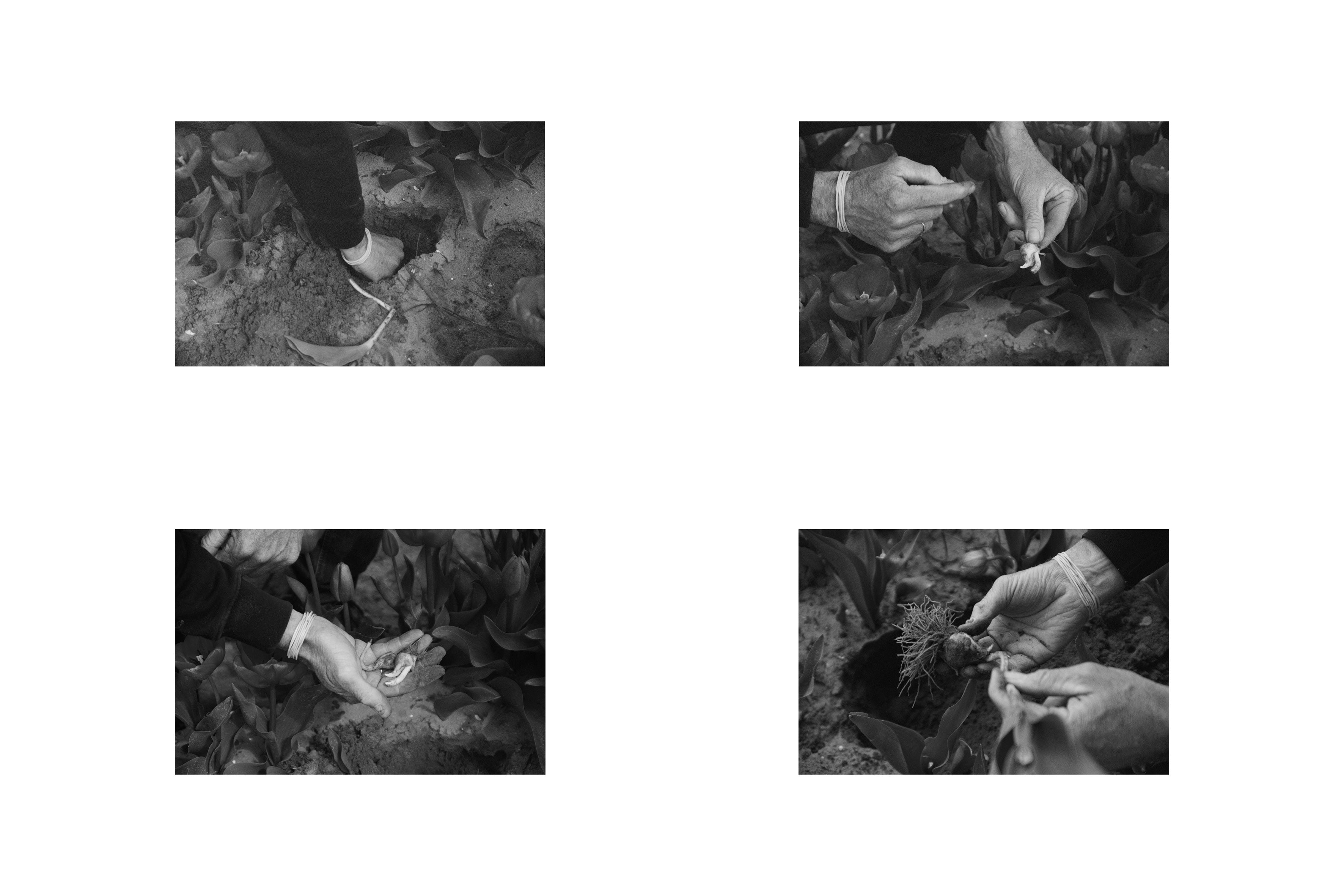 Four images of a man with his hands in soil, picking up a tulip bulb 