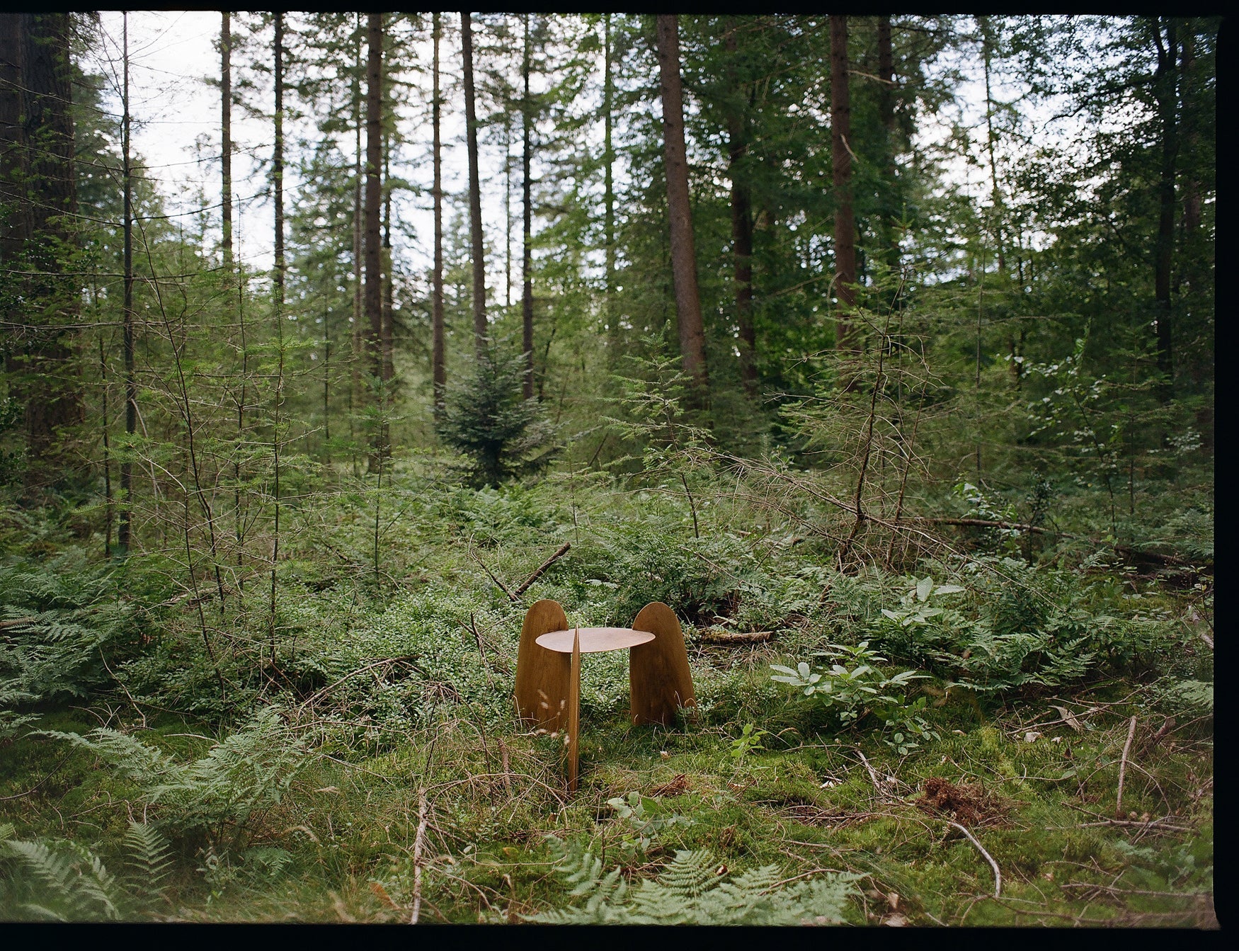 Wooden sculptural chair surrounded by trees and moss in a forest setting
