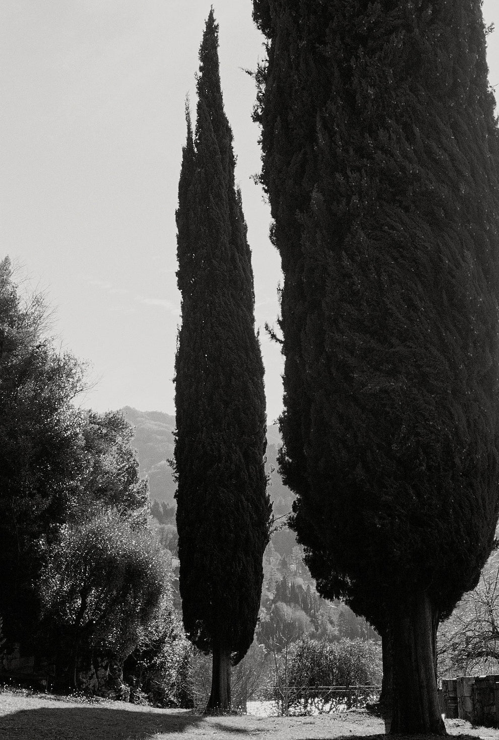 Two tall cypress trees with a mountainous background in black and white.