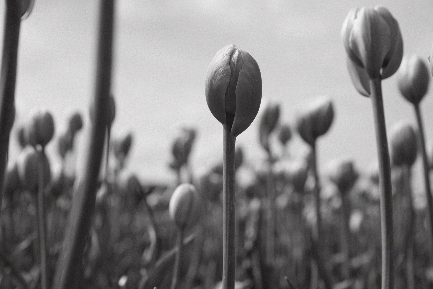 Black and white close-up image of tulips not yet in full bloom