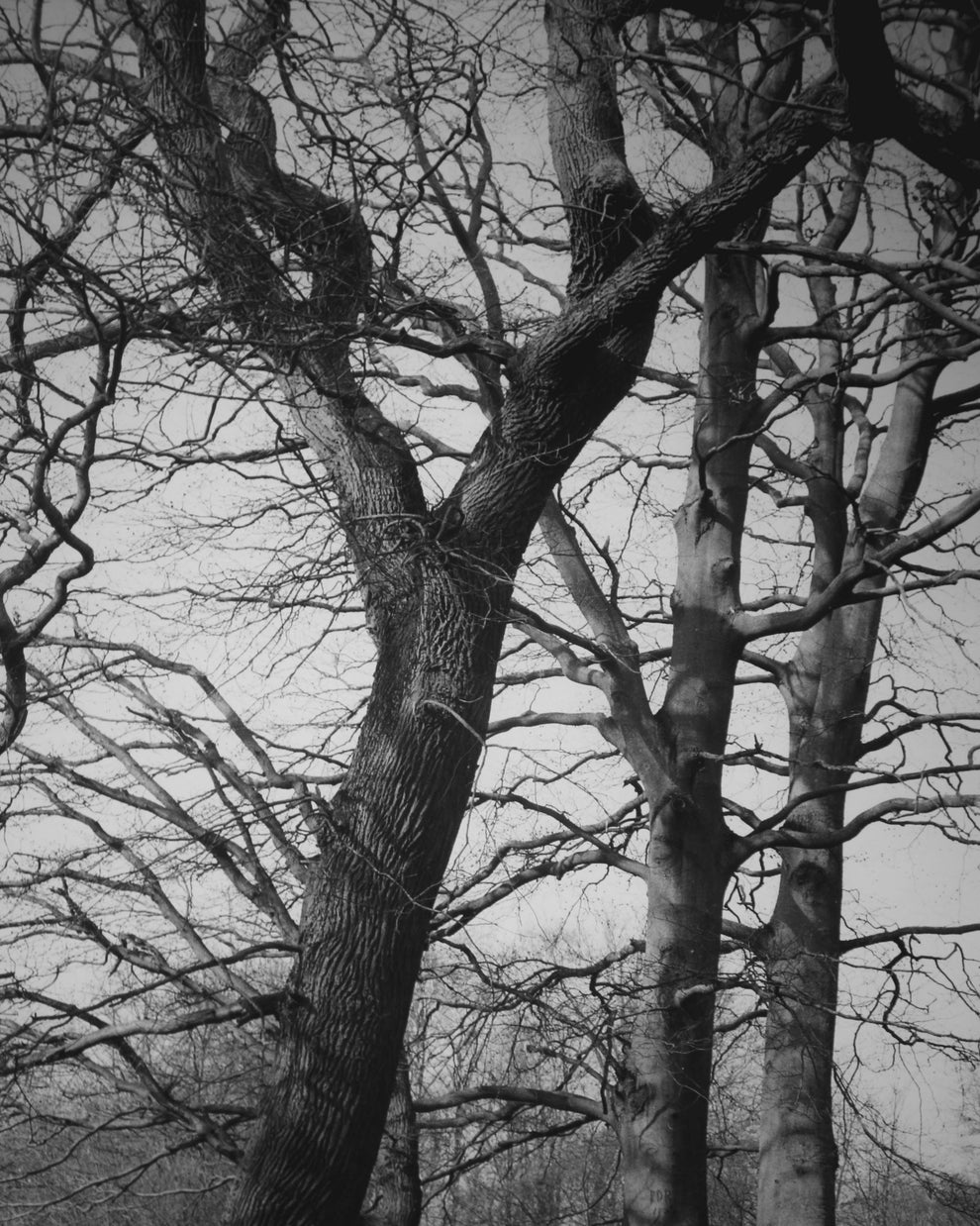 Trees and branches without leaves in black and white