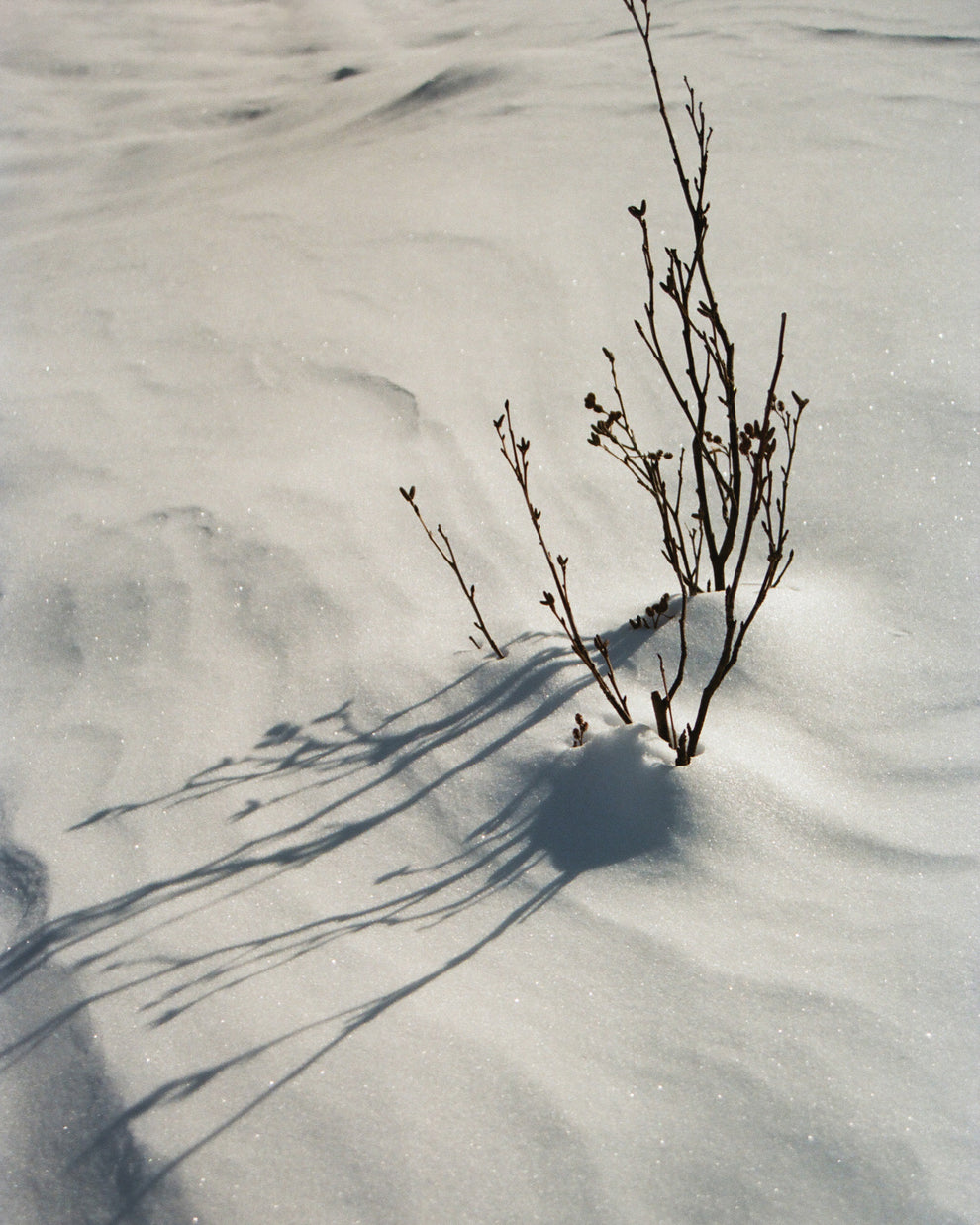 Snow with a smal branch plant poking out