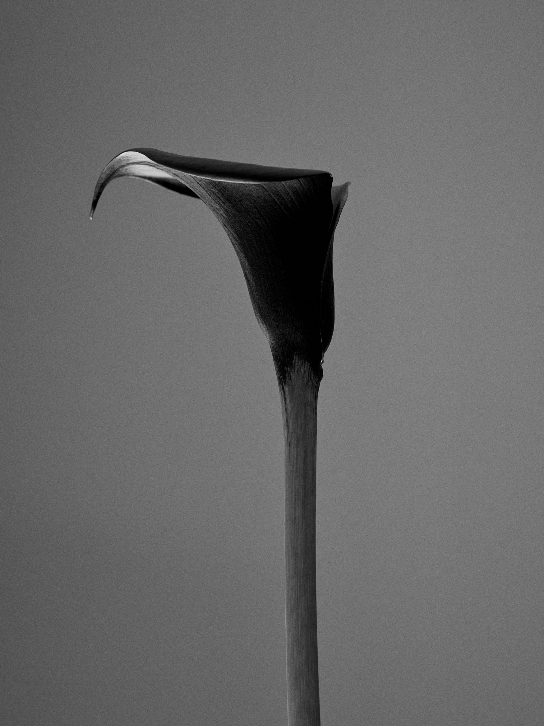 Black flower.