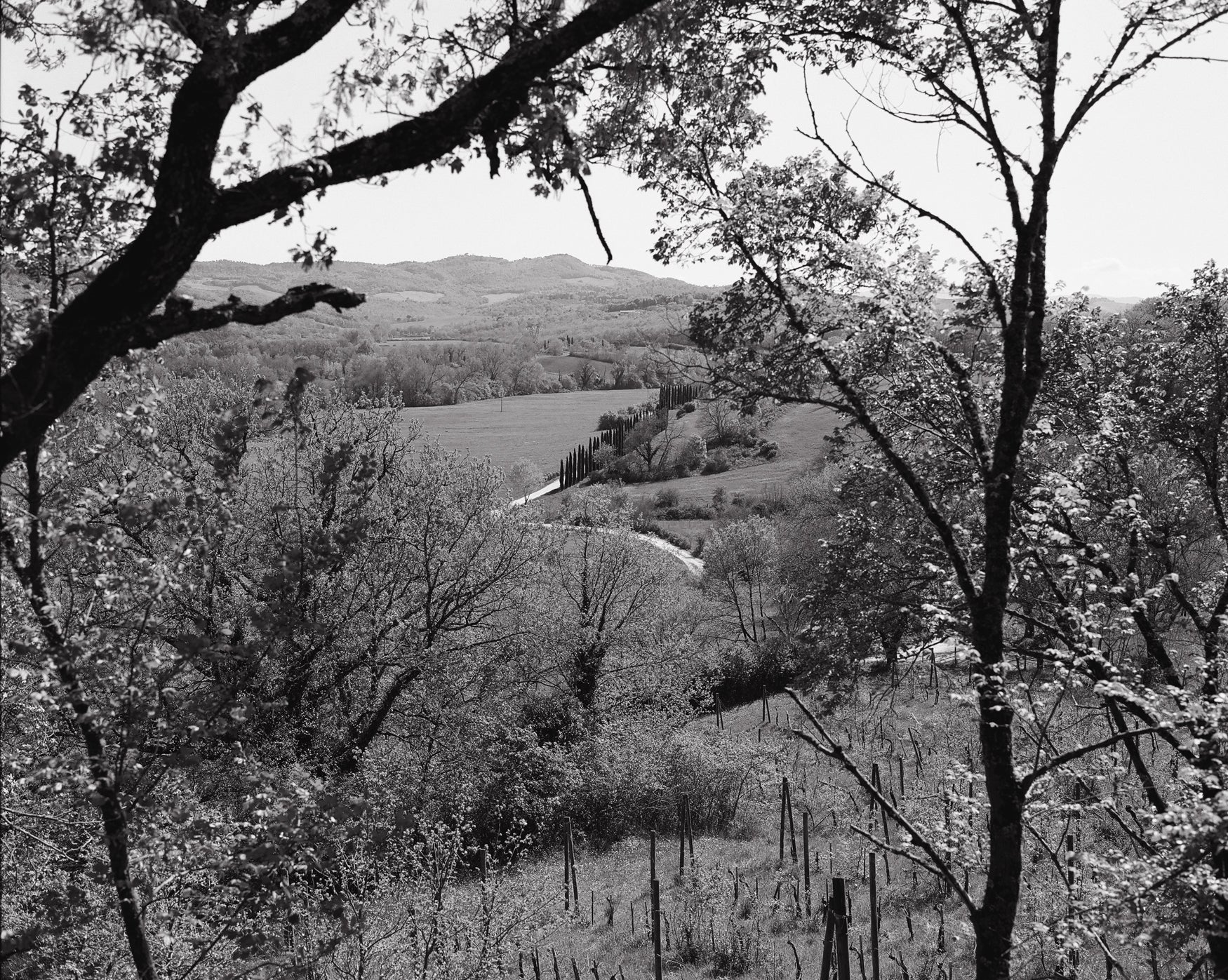 Black and white landscape of a Tuscan hilly area with trees and fields and a road