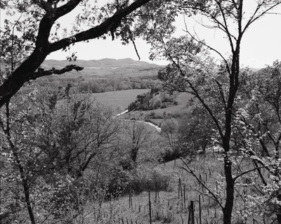 Black and white landscape of a Tuscan hilly area with trees and fields and a road