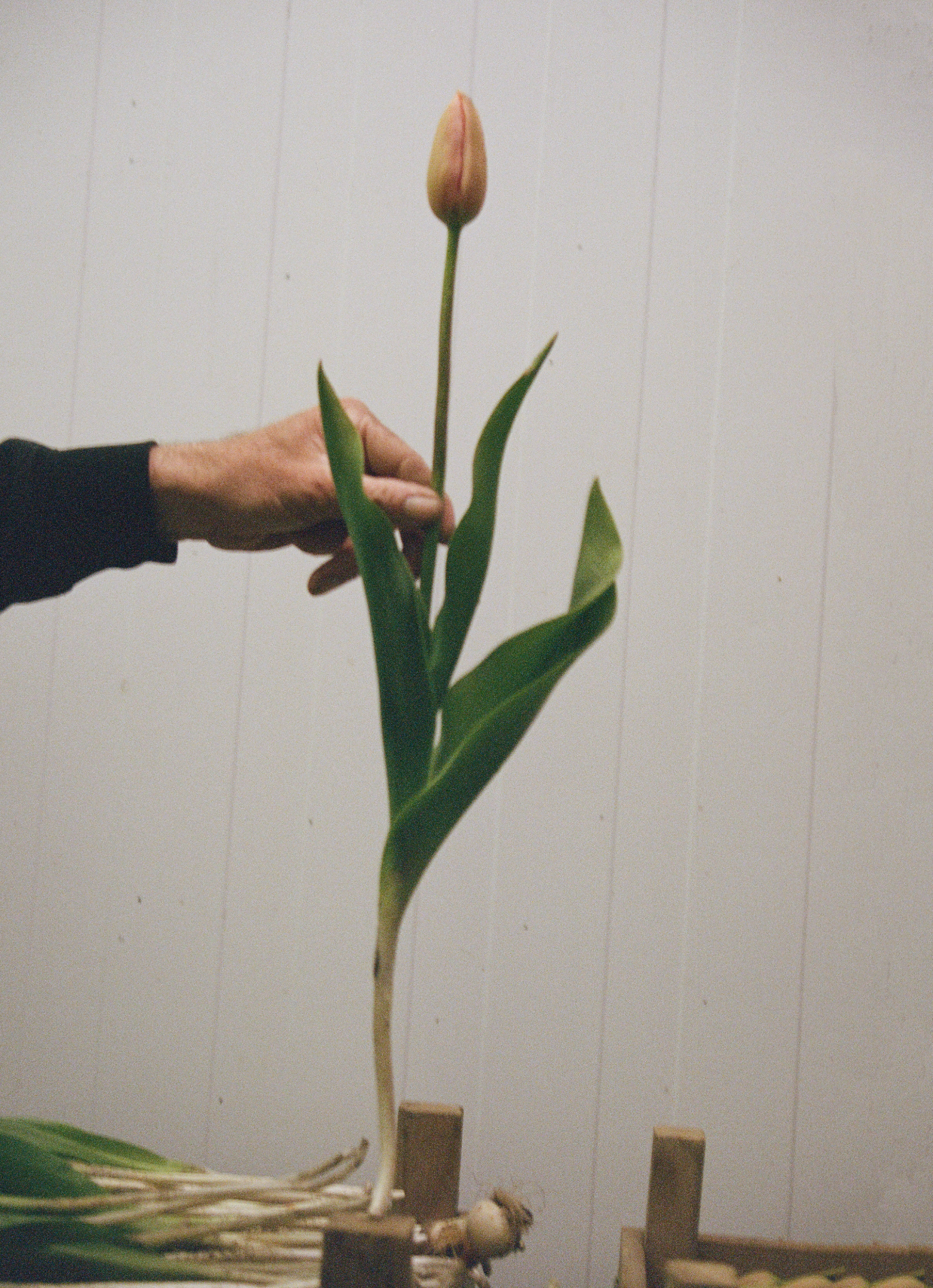 Hand holding a french tulip against a white background