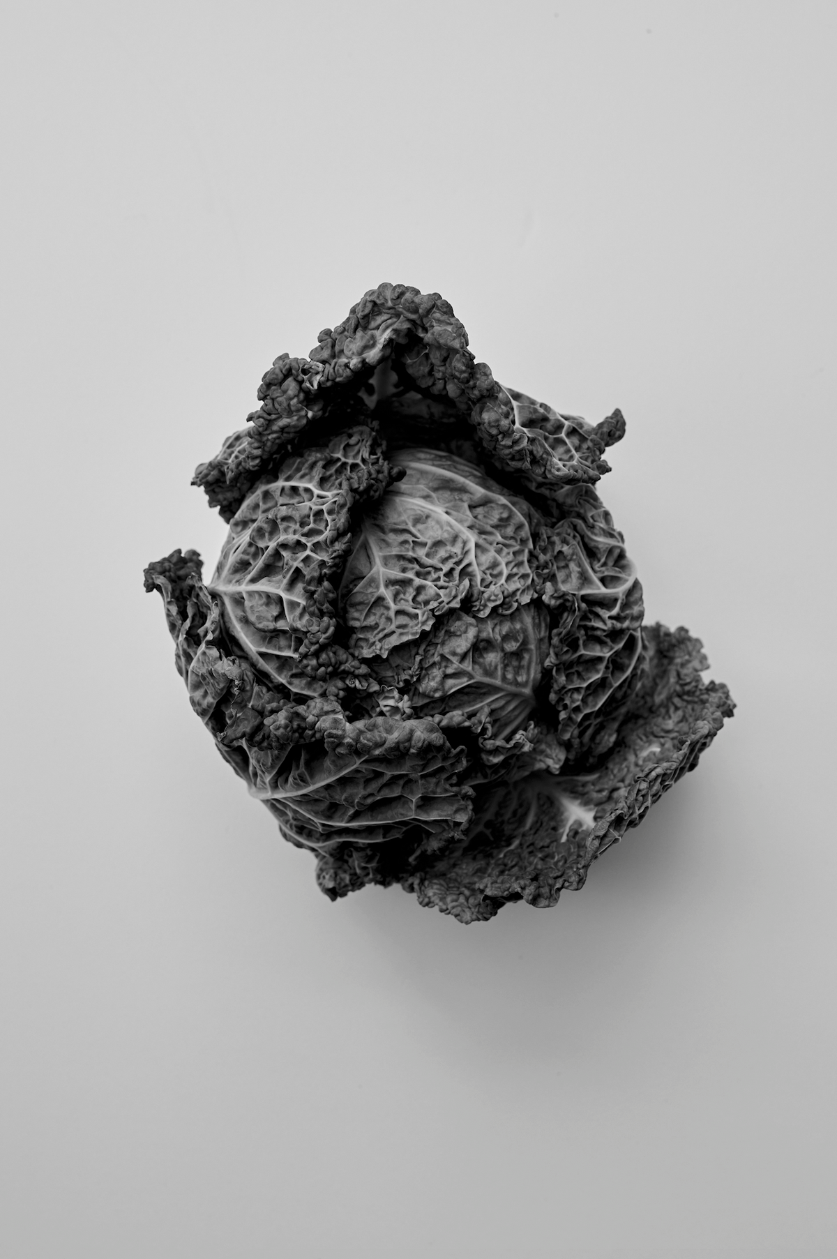 Black and white close-up of a textured leafy cabbage on a light background, styled for the Róhe Cookbook | red.